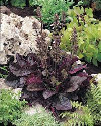 Pollinator-friendly Purple Knockout Salvia grown from high-quality seeds