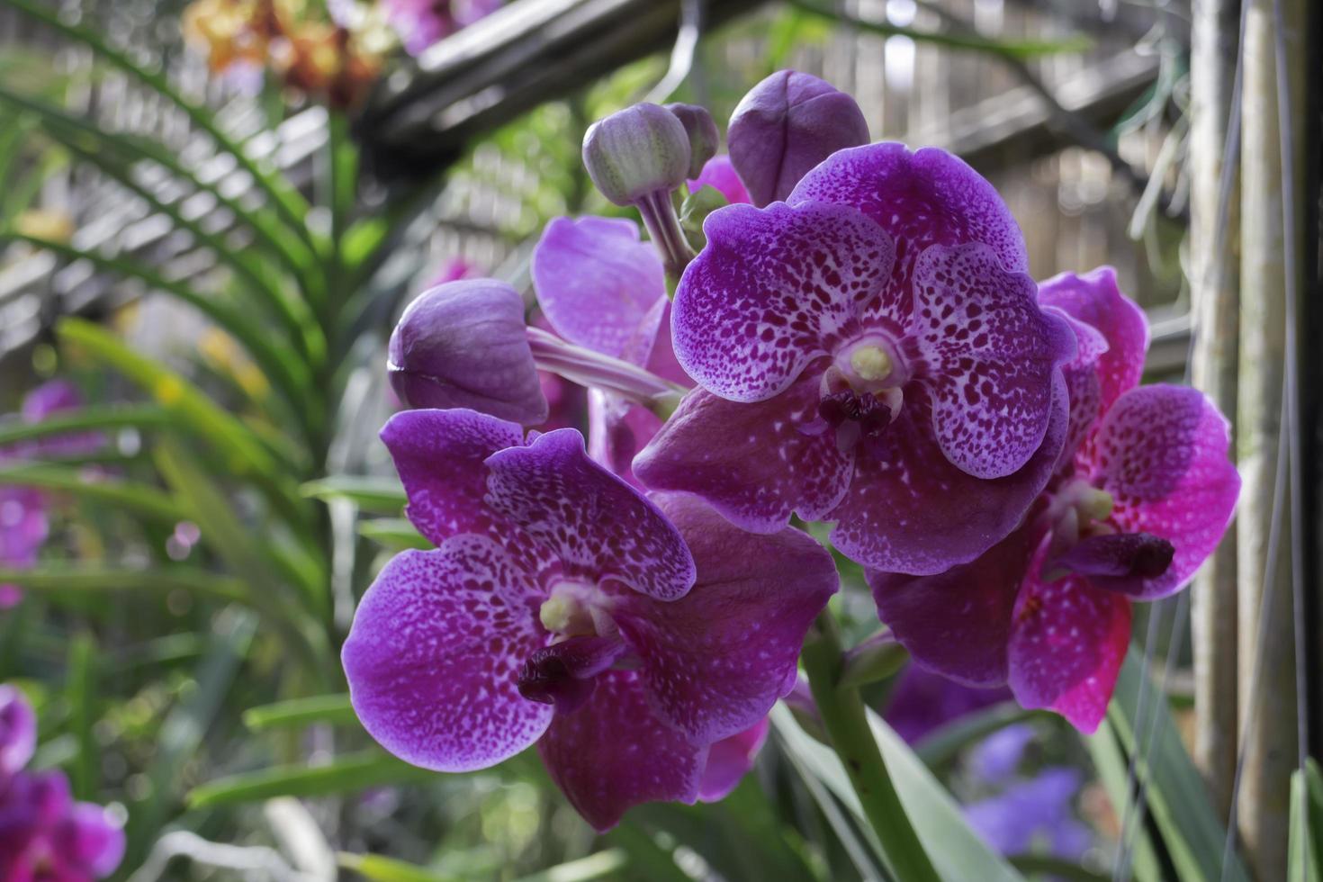 Purple Orchid Cymbidium Flower seeds for Planting - Fragrant Blossoms, Heirloom & GMO Free Seeds for Home Garden