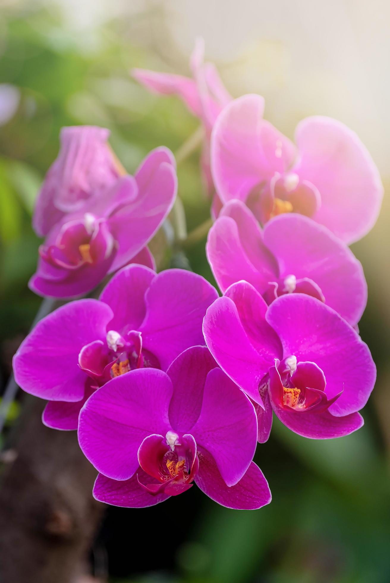Orchid Flower seeds for Planting Vibrant Colors Heirloom & GMO Free Seeds for Home Garden