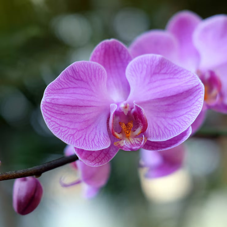 Baby Pink Phalaenopsis Orchid Flower seeds for Planting - Colorful Display, Heirloom & GMO Free Seeds for Home Garden