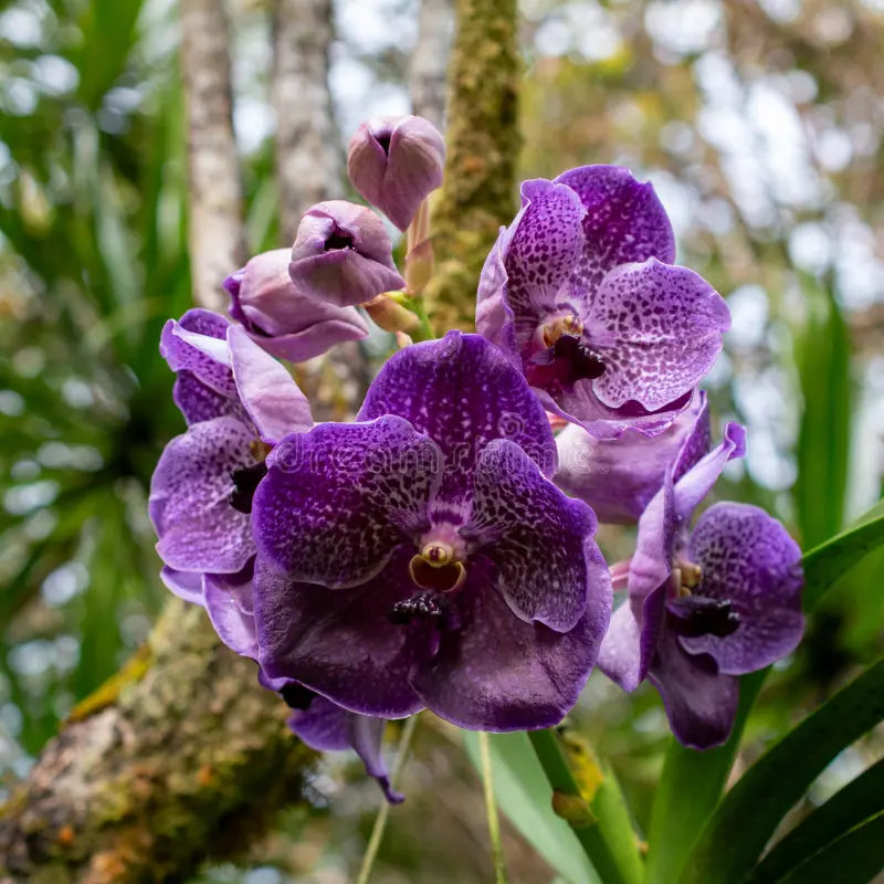 Purple Orchid Cymbidium Flower seeds for Planting - Fragrant Blossoms, Heirloom & GMO Free Seeds for Home Garden
