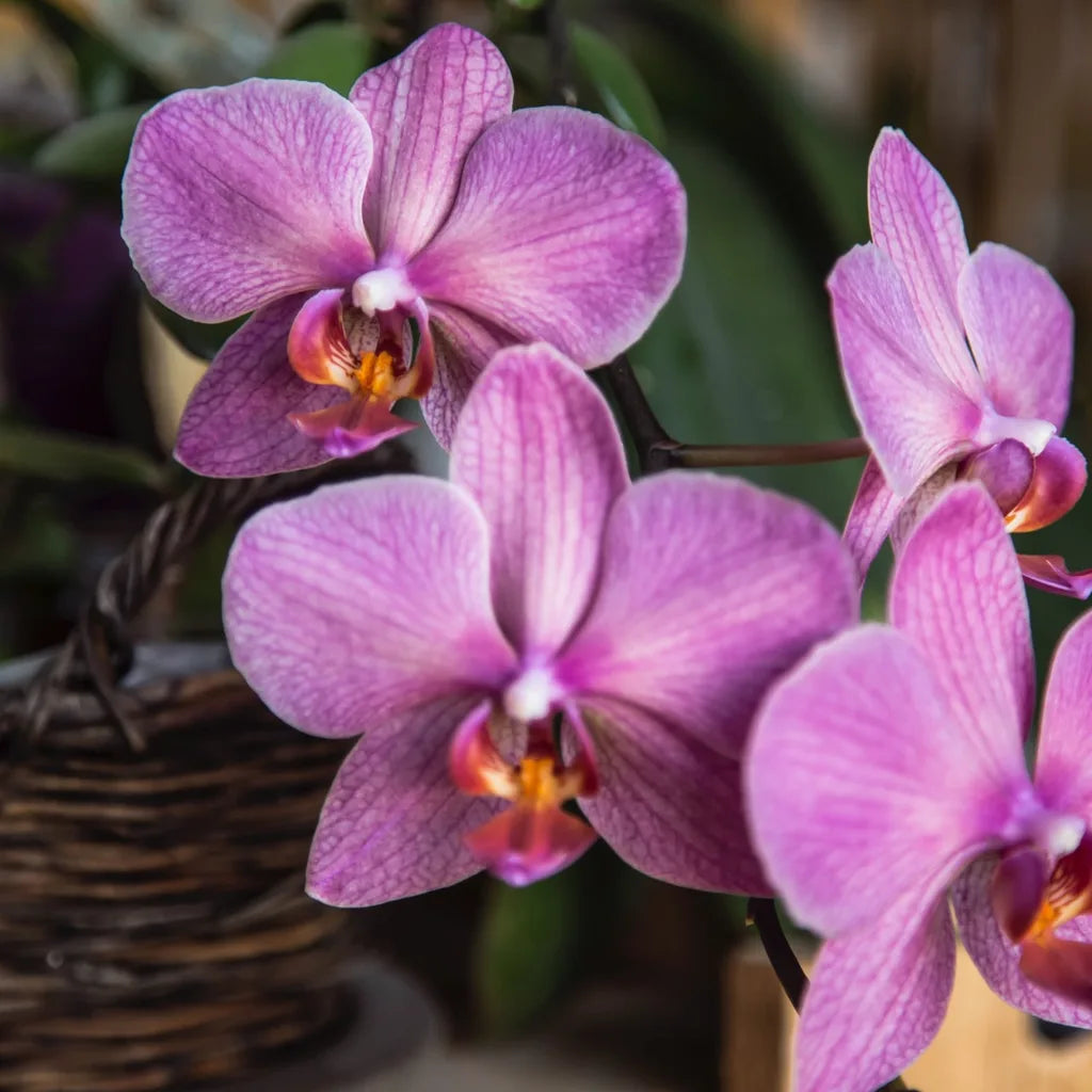 Violet Hydroponic Orchid Seeds for Easy Planting