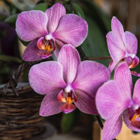 Violet Hydroponic Orchid Seeds for Easy Planting
