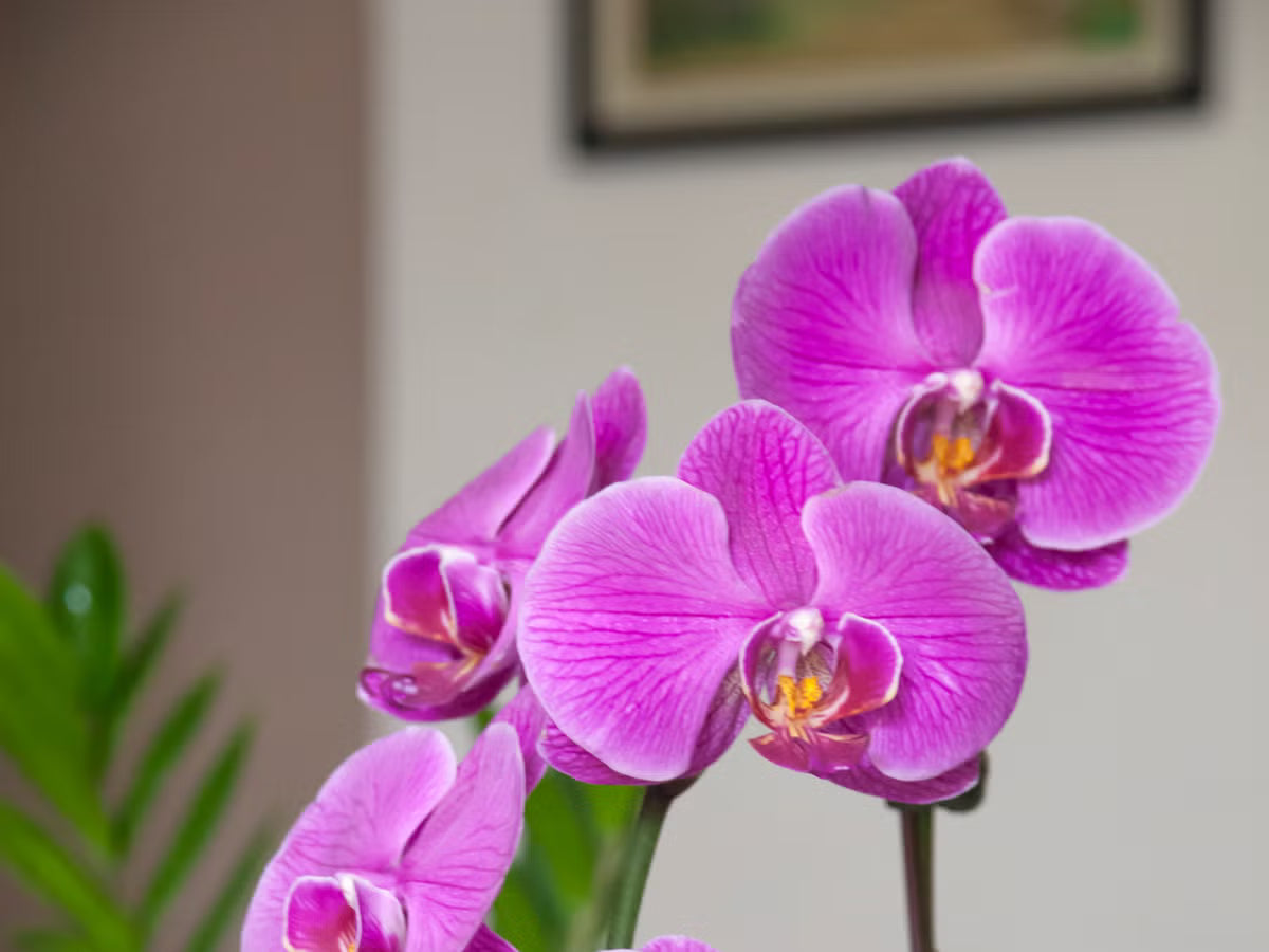 Phalaenopsis Flower seeds for Planting Cottage Garden Essential Heirloom & GMO Free Seeds for Home Garden