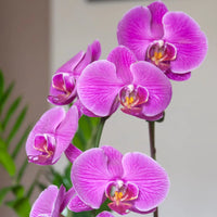 Dark Pink Phalaenopsis Orchid Flower Seeds Flower seeds for Planting Easy to Grow Heirloom & GMO Free Seeds for Home Garden