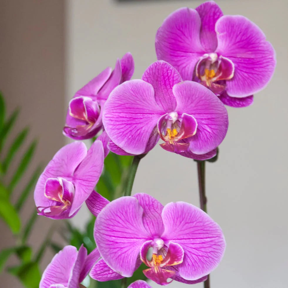 Phalaenopsis Orchid Flower seeds for Planting - Perfect for Borders, Heirloom & GMO Free Seeds for Home Garden