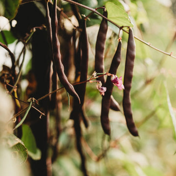 Brown Bean Seeds for Planting  High Yield Vegetable Seeds