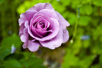 Climbing Rose Flower seeds for Planting - Pollinator Friendly, Heirloom & GMO Free Seeds for Home Garden
