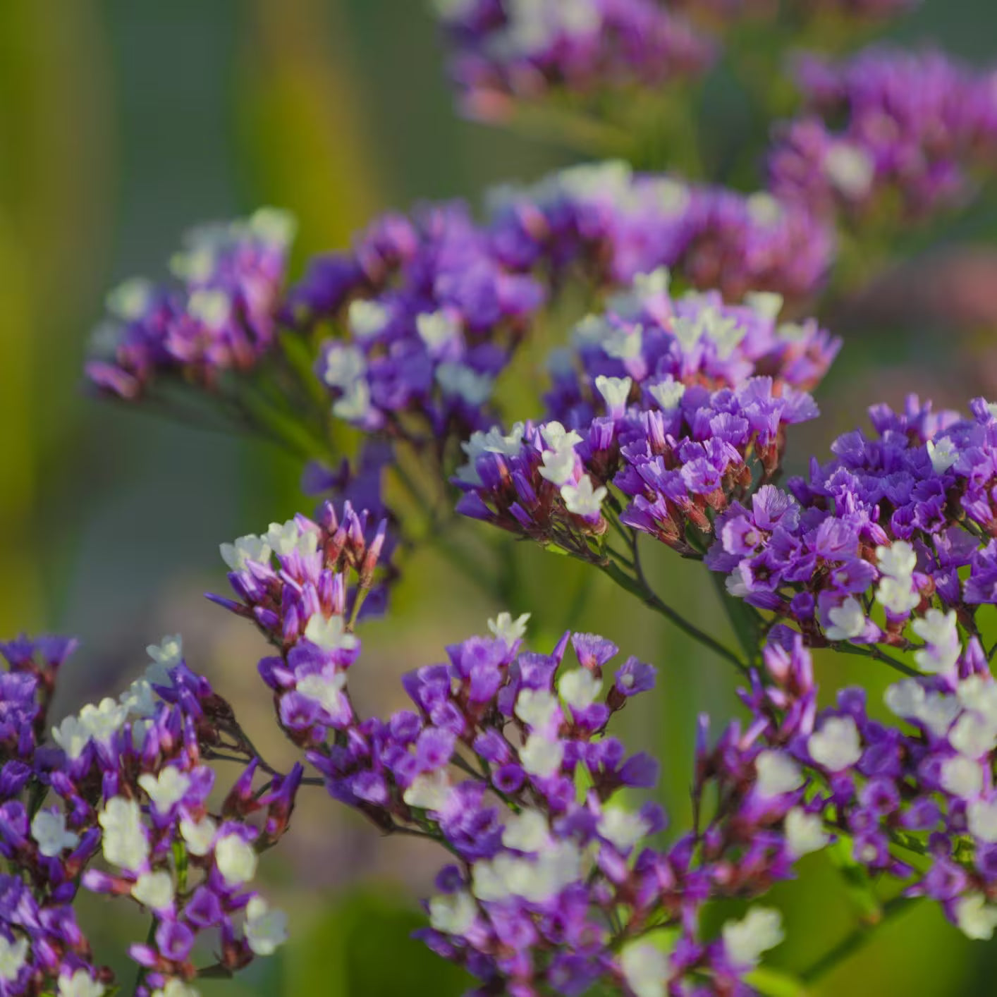 Statice Flower seeds for Planting Cut Flower Favorite Heirloom & GMO Free Seeds for Home Garden