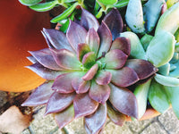 Green Purple Succulent Flower Seeds for Planting Wildflower Mix Heirloom & GMO Free Seeds for Home Garden
 
 Sale