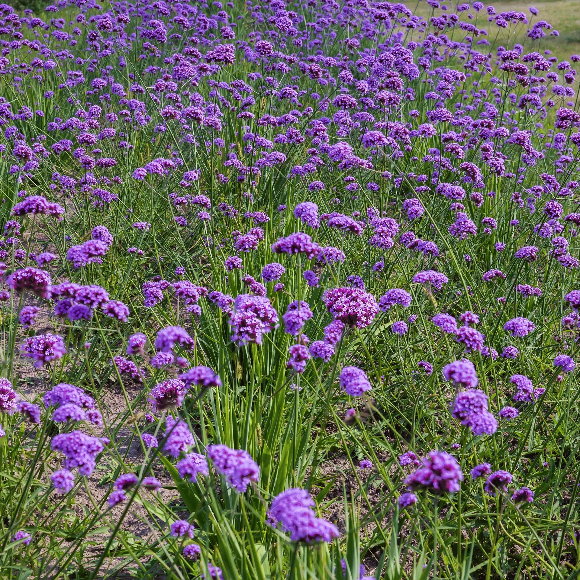 Lavender Vervain Flower seeds for Planting - Perfect for Borders, Heirloom & GMO Free Seeds for Home Garden