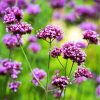 Lavender Vervain Flower seeds for Planting - Perfect for Borders, Heirloom & GMO Free Seeds for Home Garden
