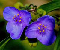 Purple Spiderwort Flower Seeds Flower seeds for Planting Fragrant Blossoms Heirloom & GMO Free Seeds for Home Garden
 
 Sale