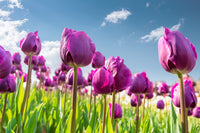 Purple Tulip Flower seeds for Planting Compact Growth Heirloom & GMO Free Seeds for Home Garden
 
 Sale