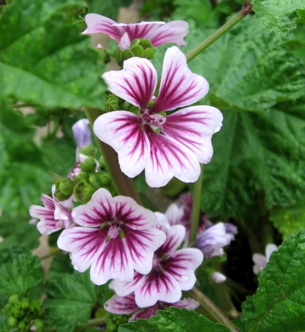 White Purple Hollyhock Flower seeds for Planting - Drought Tolerant, Heirloom & GMO Free Seeds for Home Garden