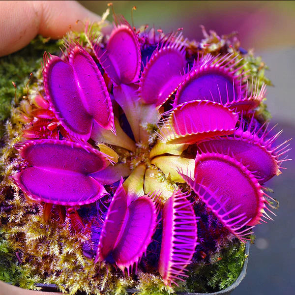 Venus Fly Trap Violet Flower seeds for Planting - Long Bloom Season, Heirloom & GMO Free Seeds for Home Garden