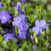 Violet Vinca Periwinkle Seeds for Planting - Beautiful Blooms