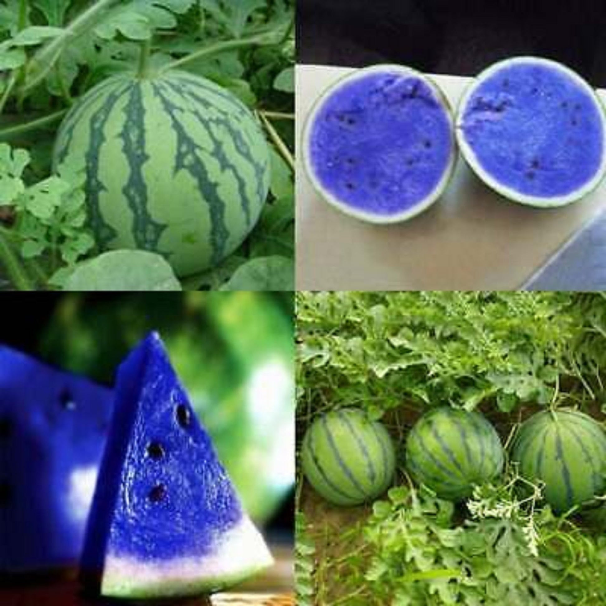 Large purple-flesh watermelon fruit from garden seeds