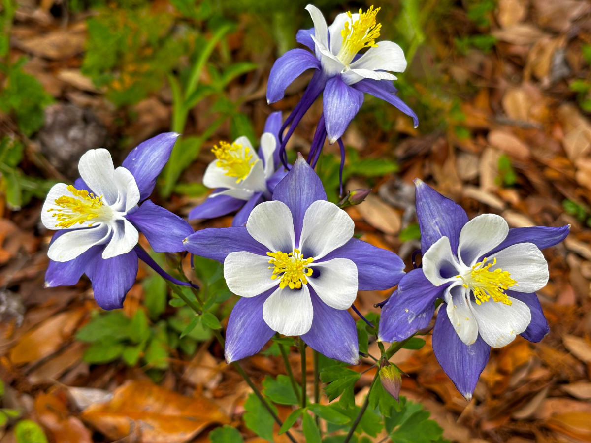 Tower Columbine Flower seeds for Planting, Perfect for Borders Heirloom & GMO Free Seeds for Home Garden