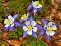 Tower Columbine Flower seeds for Planting, Perfect for Borders Heirloom & GMO Free Seeds for Home Garden