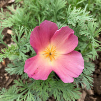 California Purple Gleam Poppy Seeds for Vibrant, Purple Blooms