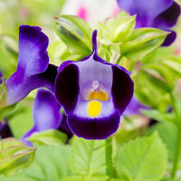 Purple Torenia Kauai Flower seeds for Planting - Hardy Variety, Heirloom & GMO Free Seeds for Home Garden
