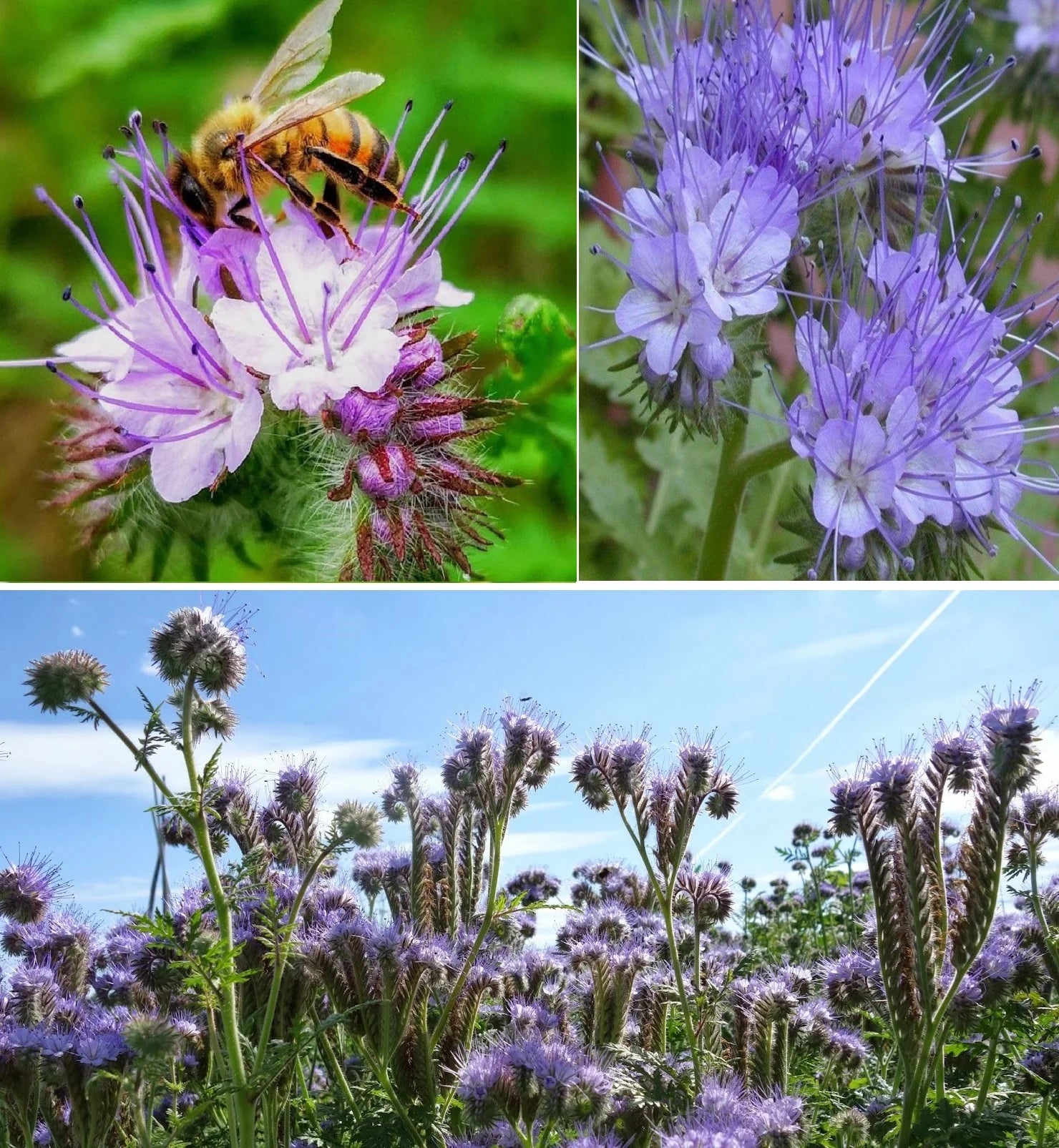 Purple Phacelia Flower seeds for Planting - Garden Favorite, Heirloom & GMO Free Seeds for Home Garden