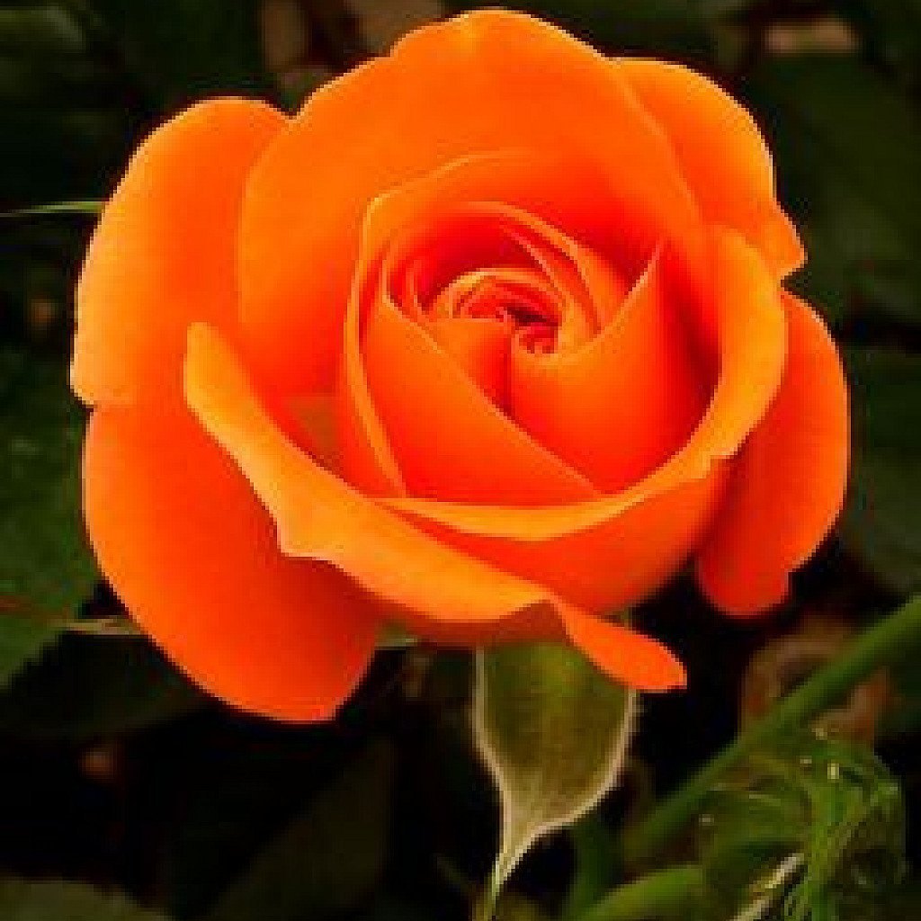 Dark Orange Rose Seeds for Planting  Vibrant Garden Blooms