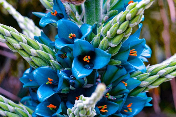 Puya Flower seeds for Planting Compact Growth Heirloom & GMO Free Seeds for Home Garden