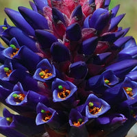 Purple Puya Venusta Flower seeds for Planting - Shade Tolerant, Heirloom & GMO Free Seeds for Home Garden
