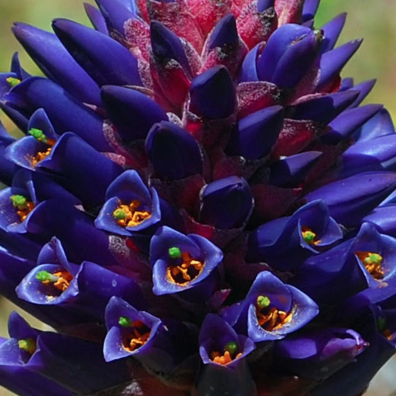 Purple Puya Venusta Flower seeds for Planting - Shade Tolerant, Heirloom & GMO Free Seeds for Home Garden