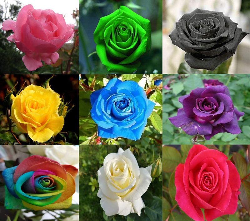 Black MultiColor Rose Flower Seeds for Planting Cottage Garden Essential Heirloom & GMO Free Seeds for Home Garden  Sale