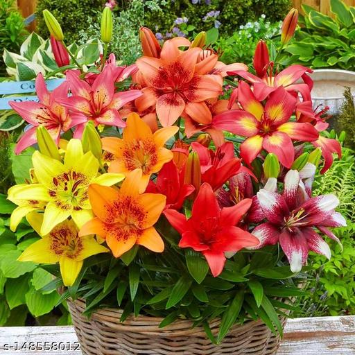Lilium Flower seeds for Planting Garden Favorite Heirloom & GMO Free Seeds for Home Garden
