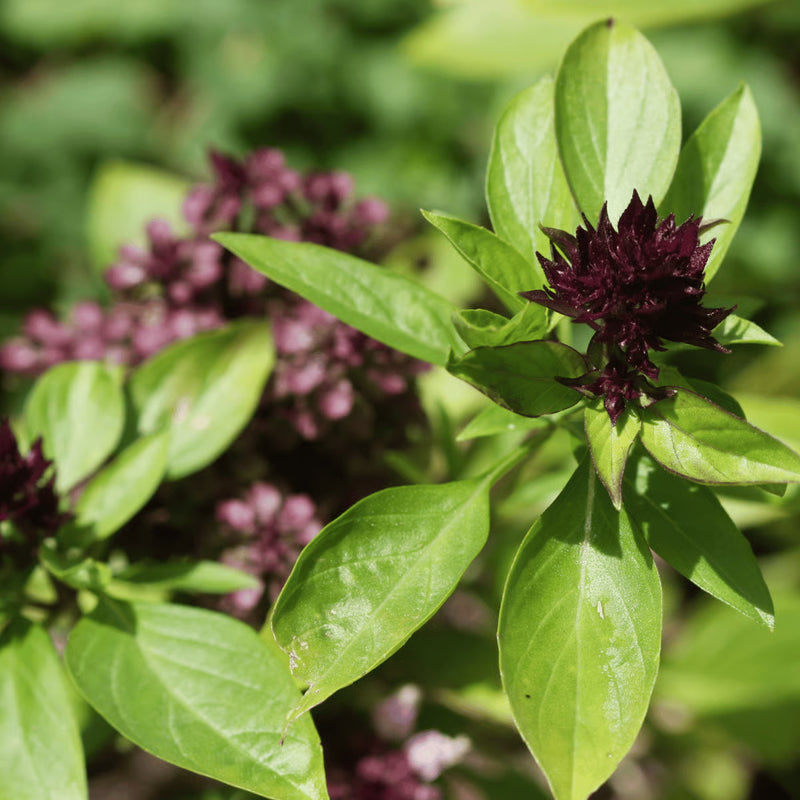 Basil Scented Flower seeds for Planting - Drought Tolerant, Heirloom & GMO Free Seeds for Home Garden