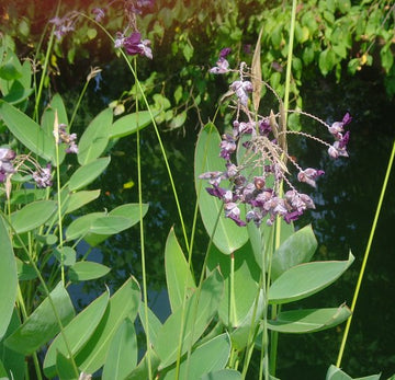 Green Thalia Dealbata Flower Seeds for Planting Fragrant Blossoms Heirloom & GMO Free Seeds for Home Garden
 
 Sale