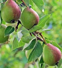 Pyrus ussuriensis ussurian pear seeds producing fragrant white blossoms