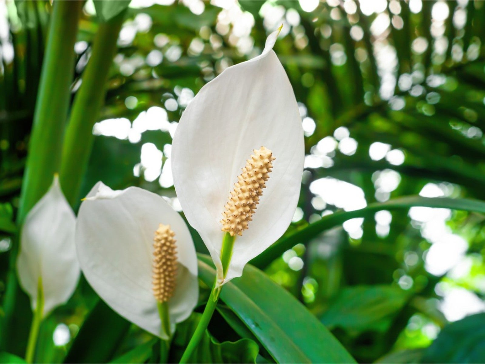 Spathiphyllum Flower seeds for Planting Cottage Garden Essential Heirloom & GMO Free Seeds for Home Garden
