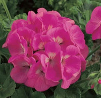 Pink Geranium Flower seeds for Planting - Garden Favorite, Heirloom & GMO Free Seeds for Home Garden
