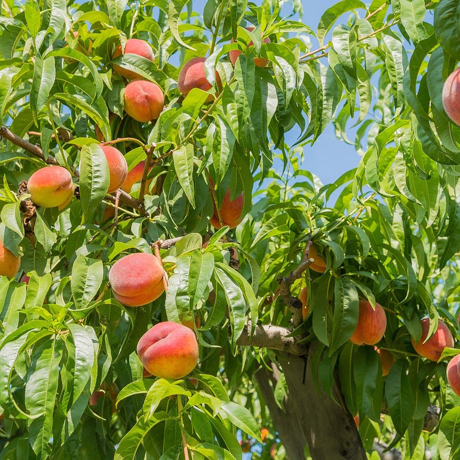 Peach Fruit Seeds Collection for Home Planting  Grow Juicy Peaches
