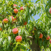 Peach Fruit Seeds Collection for Home Planting  Grow Juicy Peaches