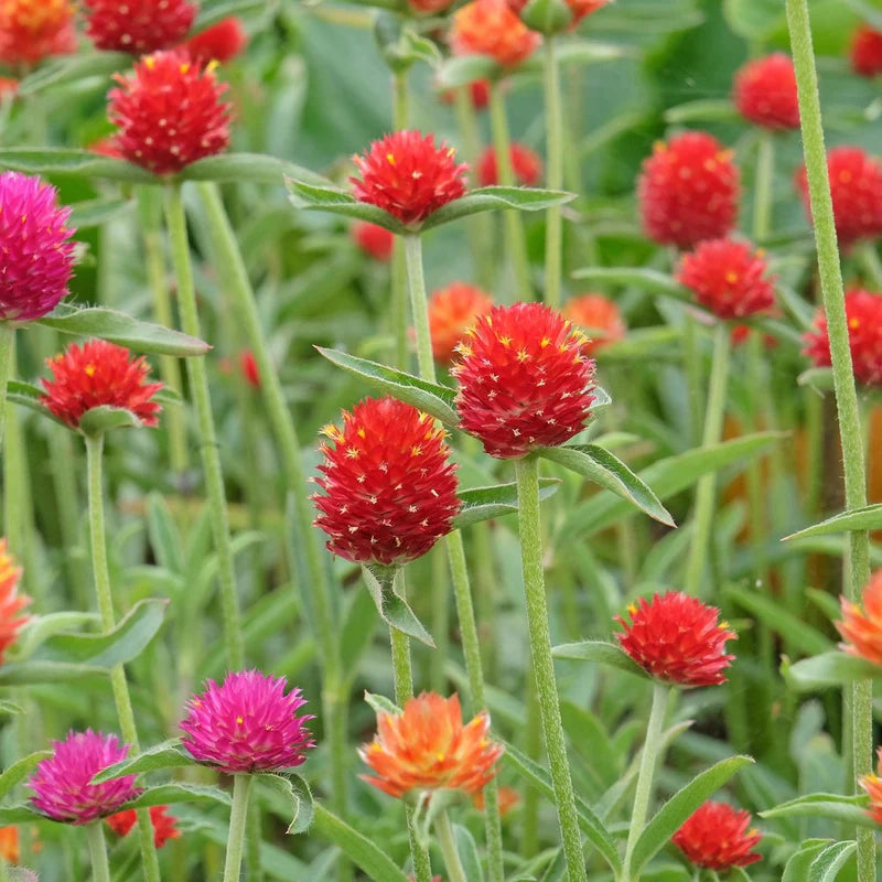 Gomphrena Flower seeds for Planting Premium Quality Heirloom & GMO Free Seeds for Home Garden