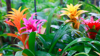 Mixed Bromeliad Seeds for Planting – Heirloom NonGMO SunLoving Organic Garden Seeds with High Germination
 
 Sale