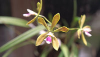 Butterfly Orchid Flower seeds for Planting - Colorful Display, Heirloom & GMO Free Seeds for Home Garden