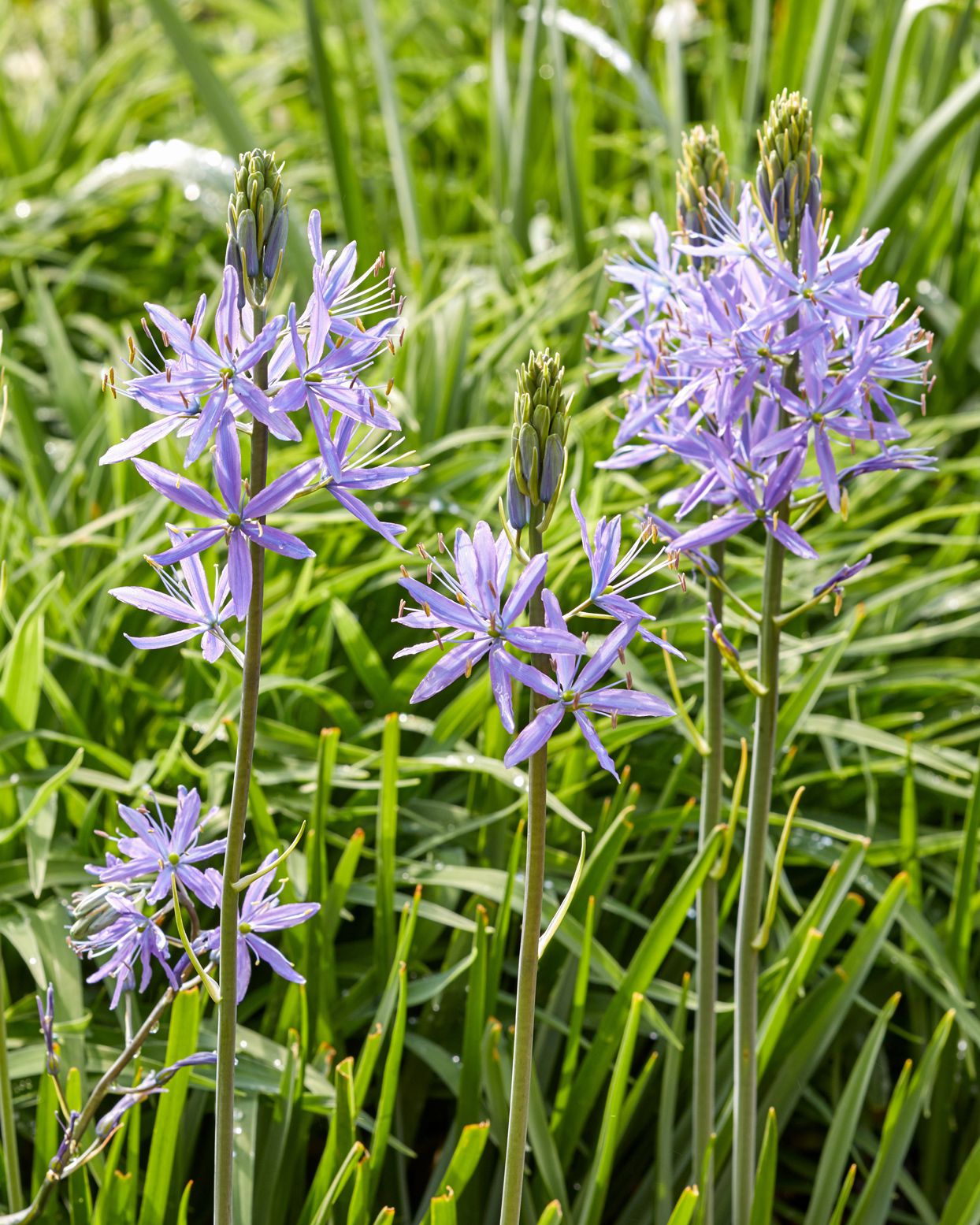 Camassia Flower seeds for Planting Cottage Garden Essential Heirloom & GMO Free Seeds for Home Garden