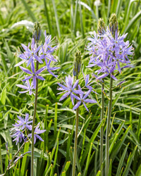 Camassia Flower seeds for Planting Cottage Garden Essential Heirloom & GMO Free Seeds for Home Garden