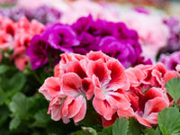 Queling Geranium Flower seeds for Planting, Premium Quality Heirloom & GMO Free Seeds for Home Garden