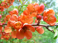 Orange Quince Flower seeds for Planting - Premium Quality, Heirloom & GMO Free Seeds for Home Garden