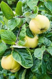 Golden yellow quince fruits growing on healthy tree