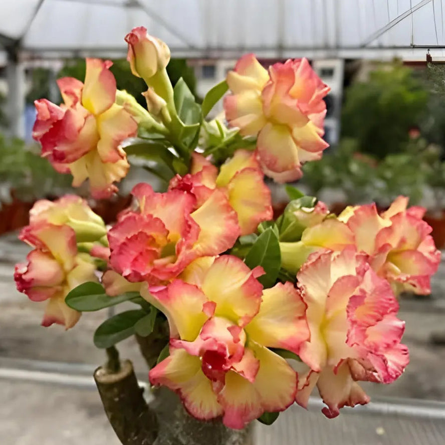 Orange & Yellow Adenium Flower seeds for Planting Seasonal Bloomer Heirloom & GMO Free Seeds for Home Garden 
 
 Sale
