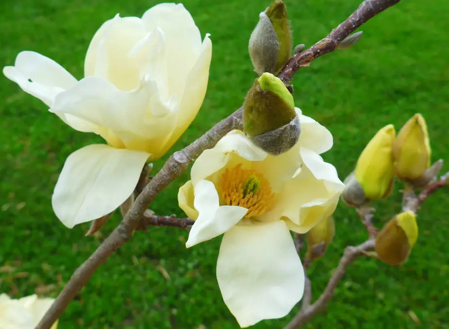 Light Yellow Yulan Flower seeds for Planting - Low Maintenance, Heirloom & GMO Free Seeds for Home Garden